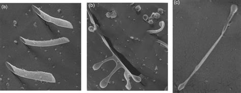 Quick Freeze Deep Etch Transmission Electron Micrographs Of Structures