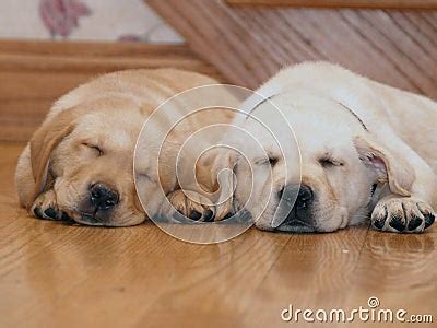 Sleeping Yellow Lab Puppies Stock Images - Image: 7559454