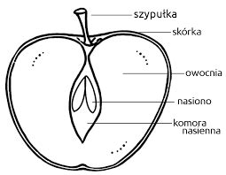 Kolorowanka Budowa Jab Ka Drukuj Kolorowanki Pl