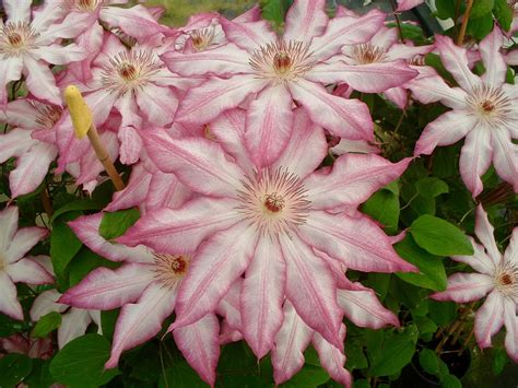 Clematis Patens Genesis Plant Marketing Ltd