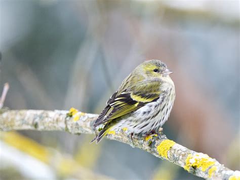 Le Tarin Des Aulnes Zoom Naturech