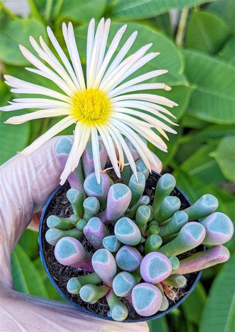 Baby Toes Succulent Potted Fenestraria Aurantiaca Live Succulent Plant