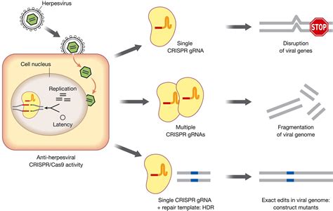 Crisprcas9 A Powerful Tool To Target Human Herpesviruses Diemen