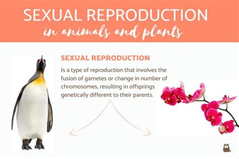 Sexual Reproduction In Animals And Plants Comparison And Examples