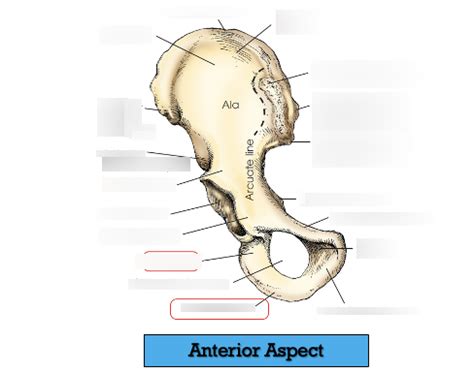 Labeling The Anterior Aspect Of The Ischium Diagram Quizlet