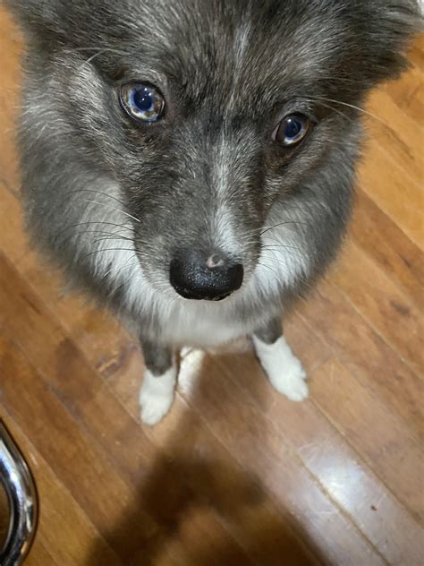 Help! My puppy’s nose is pink and peeling, should I be worried?! I