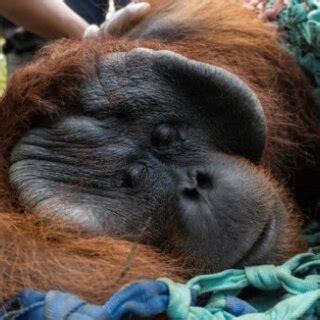 Orangutan Salah Satu Hewan Endemik Kalimantan Yang Hampir Punah