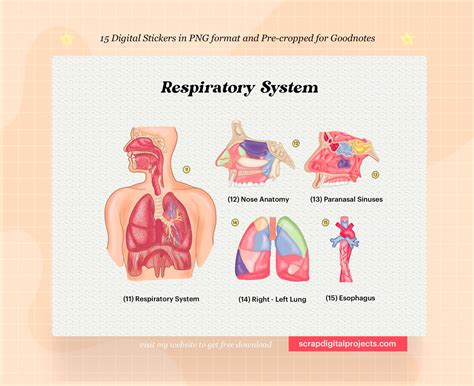 15 Respiratory System Digital Stickers Medsurg Stickers Human Anatomy