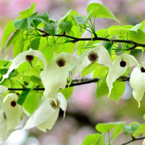 Handkerchief Tree Never Forgotten Clarenbridge Garden Centre