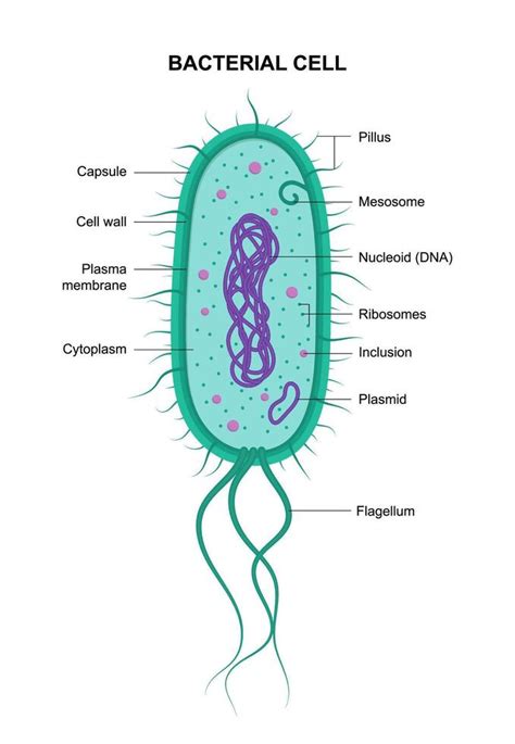 bacterial cell structure diagram