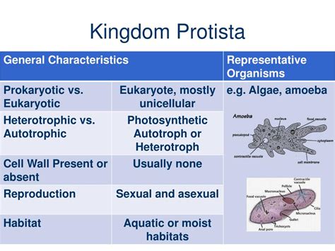 Kingdom Protista Chart