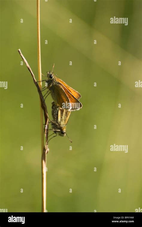 Two Small Skipper Butterflies Thymelicus Sylvestris Mating On A Thin