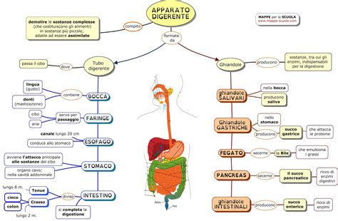 MAPPE Per La SCUOLA APPARATO DIGERENTE