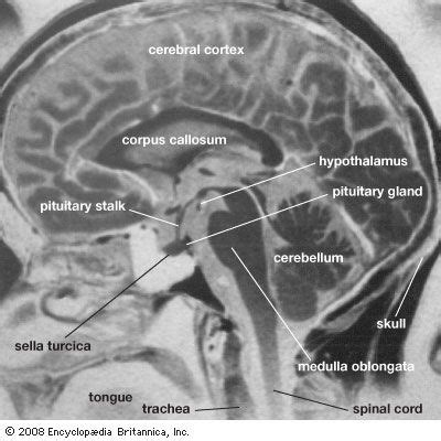 Brain Definition Parts Functions Facts Britannica