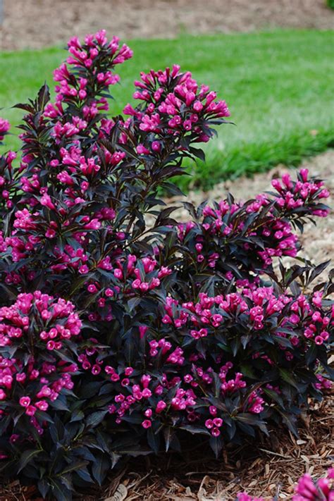 Spilled Wine® Weigela Dwarf Shrubs Shrubs For Landscaping Plants