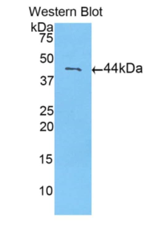 Calmodulin Polyclonal Antibody Invitrogen 20 μL Unconjugated