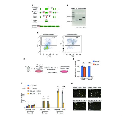 Ash L Is Required For The Initiation Of Mll Af Induced Leukemic