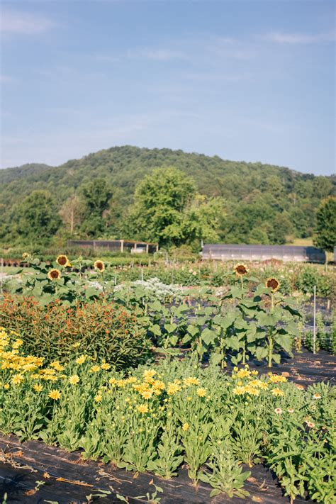 gmg-flourish-flower-farm-asheville-nc-1003329 - Julia Berolzheimer