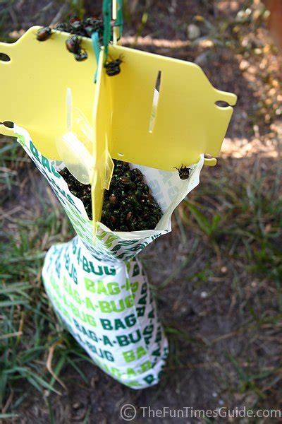 Aim2flourish Removing Japanese Beetles The Safe Way