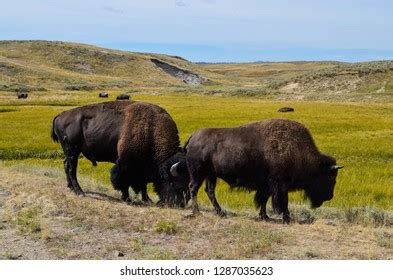 321 Charging bison Stock Photos, Images & Photography | Shutterstock