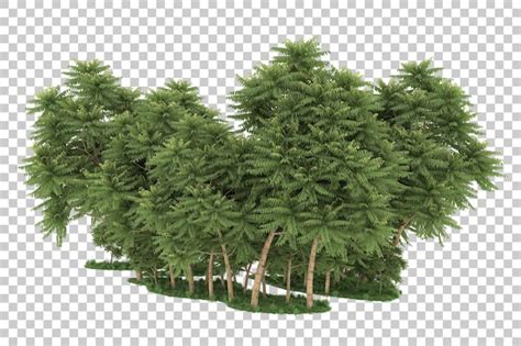 Floresta em fundo transparente renderização em 3d ilustração PSD