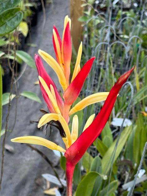 Heliconia Psittacorum Lady Di Variegated Email For Availability