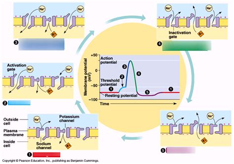 How To Interpret Phase Shift Diagram For Action Potential Ac