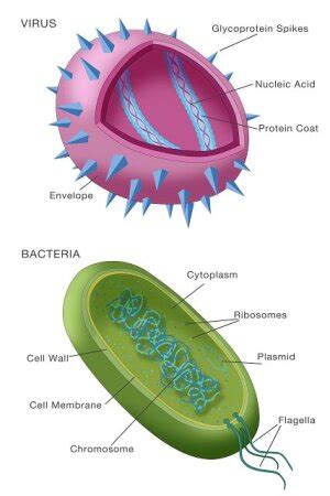 Virus Cell Labeled