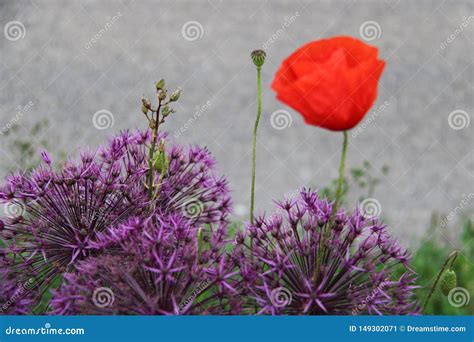 Klaproos Poppy Allium Paars Rood Stock Image Image Of Alleen Paars