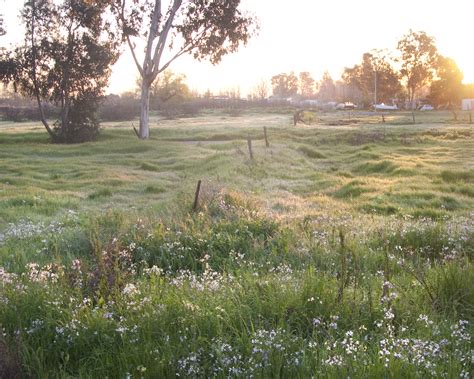 Free Images Landscape Tree Marsh Plant Field Lawn Meadow