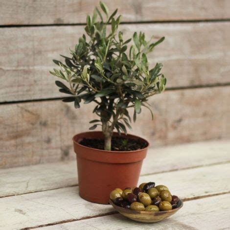 Olive Tree With Olives Indoor Olive Tree Potted Olive Tree Potted