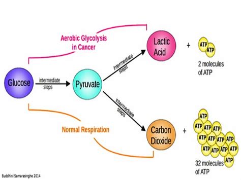 El metabolismo de la célula tumoral Naukas