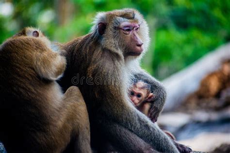 Monkey Parents And Baby In Thailand Macaca Leonina Stock Image Image