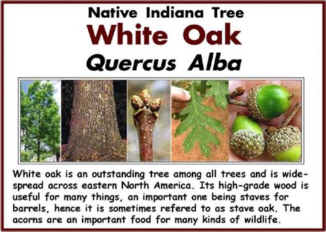 Georgia Tree Identification Chart