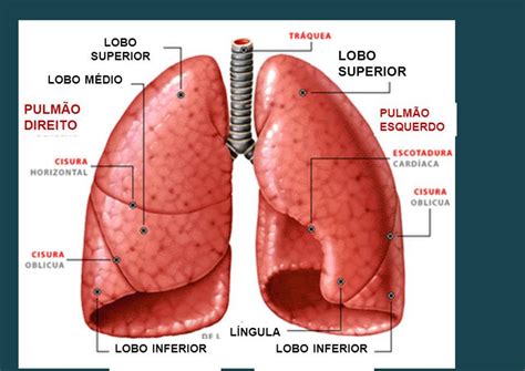 Pulm Es Anatomia Humana I