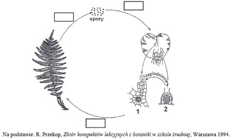 Na schemacie przedstawiono cykl rozwojowy jednego z gatunków paproci