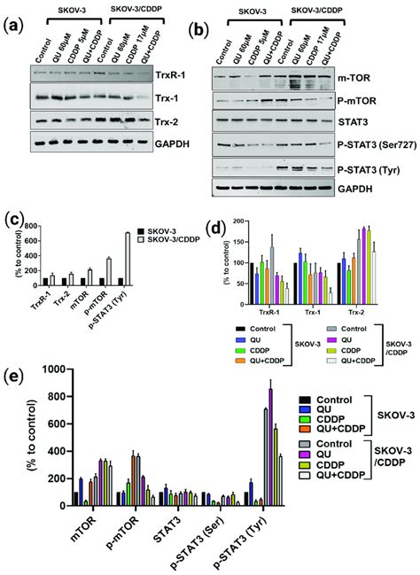 The Effect Of QU Pre Treatment On Trx TrxR System And MTOR STAT3