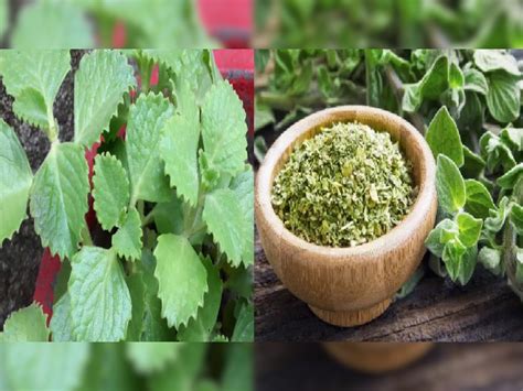 Ajwain Leaves Benefits For Health Home Remedies Ssh अजवाइन के पत्ते