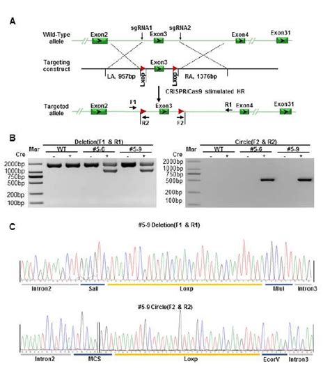 Figure S5 Generation Of Cardiac Specific Conditional Adam22 Knockout