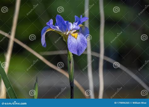 Bandeira Azul Sul Da Ris Do P Ntano Imagem De Stock Imagem De