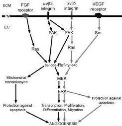 Sinergy Of Vegf And Fgf Signaling Pathways In Angiogenesis This