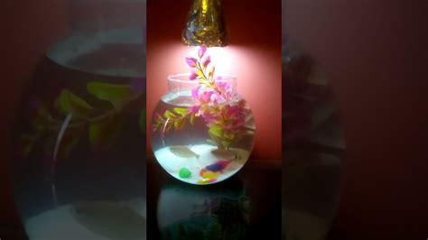 weargift.blogg.se - Fish bowl decorations