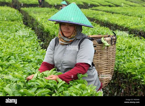 Women Workers Engaged In Plucking Leaves At A Tea Plantation In Sumatra