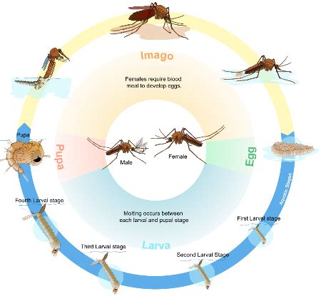 Anopheles Mosquito Life Cycle