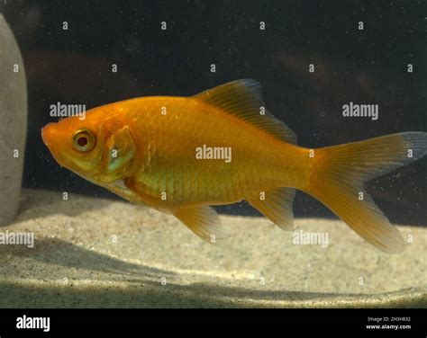 Goldfish Carassius Gibelio Freshwater Fish Stock Photo Alamy