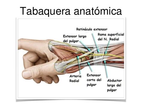 Anatom A Argerich Escuela De Instrumentaci N Quir Rgica Mu Eca Y Mano