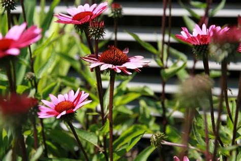 Purple Coneflower Fatal Attraction Echinacea Purpurea Fatal