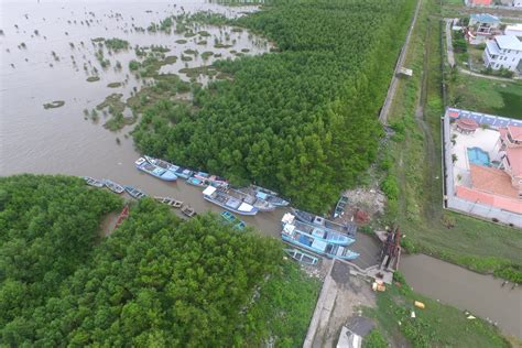 Mangroves The ‘saviour Along Guyanas Coastline News Room Guyana