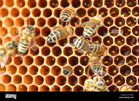 fleißige Bienen auf Honigwabe im Bienenhaus Stockfotografie Alamy