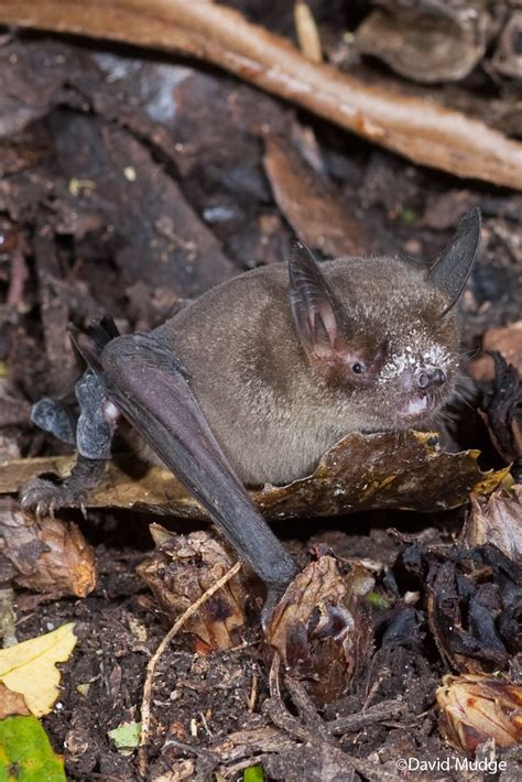 New Zealand Lesser Short Tailed Bat Mystacina Tuberculata